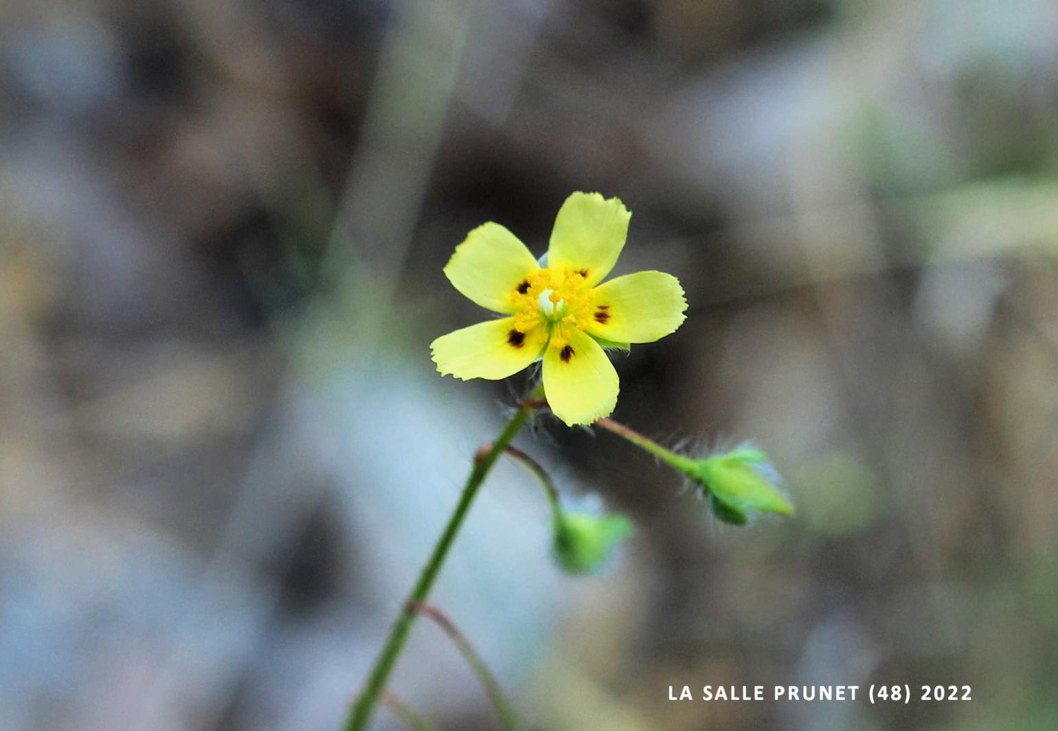 Rock-Rose, Spotted